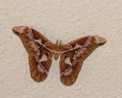 Rothschildia speculifer