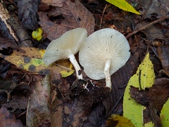 Clitocybe regularis