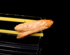 Platoloncha psamathina