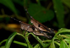 Xiphiola cyanoptera