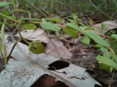 Hypericum peplidifolium