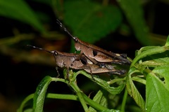 Xiphiola cyanoptera