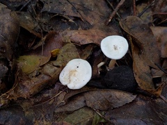 Clitocybe regularis