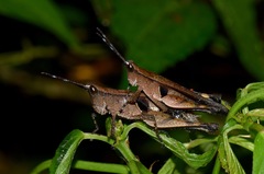 Xiphiola cyanoptera