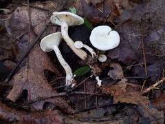 Clitocybe regularis