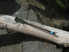 Ischnura saharensis
