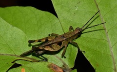 Xiphiola cyanoptera