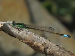 Ischnura saharensis