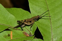 Xiphiola cyanoptera