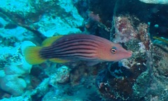 Pseudocheilinus octotaenia