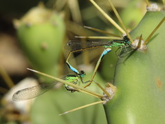 Ischnura saharensis