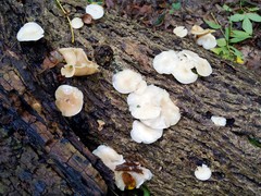 Clitocybe americana