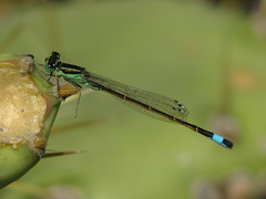 Ischnura saharensis