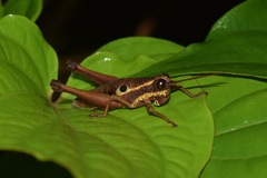 Ommatolampis perspicillata