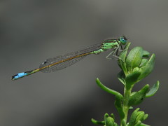 Ischnura saharensis