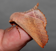Monoctenia smerintharia