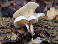 Clitocybe americana