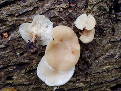 Clitocybe americana