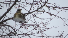 Turdus pilaris