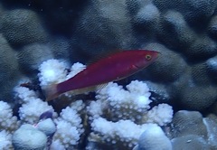 Pseudojuloides cerasinus