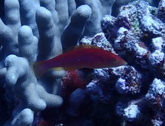 Pseudojuloides cerasinus