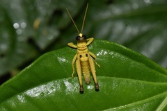 Ommatolampis perspicillata