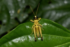 Ommatolampis perspicillata