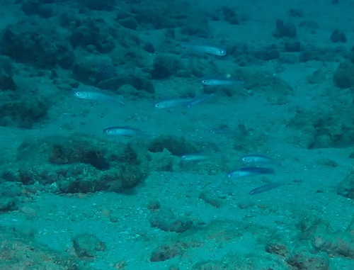 Blacktail dartfish (Ptereleotris heteroptera) — Microdesmidae