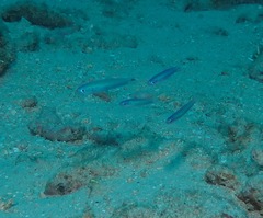 Ptereleotris heteroptera