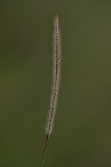 Poaceae