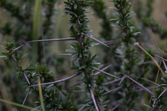 Gymnosporia polyacantha vaccinifolia