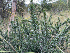 Gymnosporia polyacantha vaccinifolia