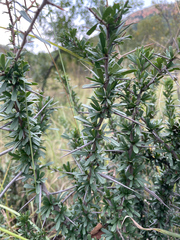 Gymnosporia polyacantha vaccinifolia