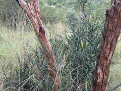Gymnosporia polyacantha vaccinifolia