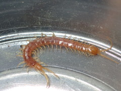 Scolopocryptops gracilis