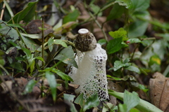 Phallus indusiatus