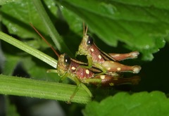 Syntomacris guttulosa