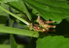 Syntomacris guttulosa