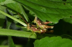 Syntomacris guttulosa