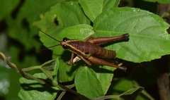 Ommatolampis perspicillata