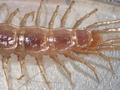 Gosibius paucidens