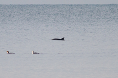 Delphinus delphis ponticus