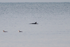 Delphinus delphis ponticus