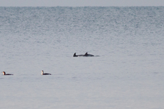 Delphinus delphis ponticus