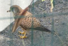 Falco tinnunculus