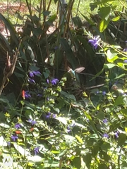 Chlorostilbon lucidus