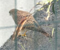 Falco tinnunculus