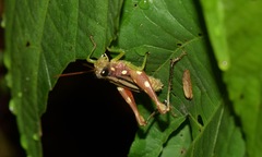 Syntomacris guttulosa