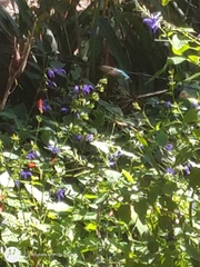 Chlorostilbon lucidus