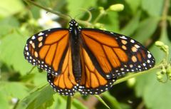 Danaus plexippus